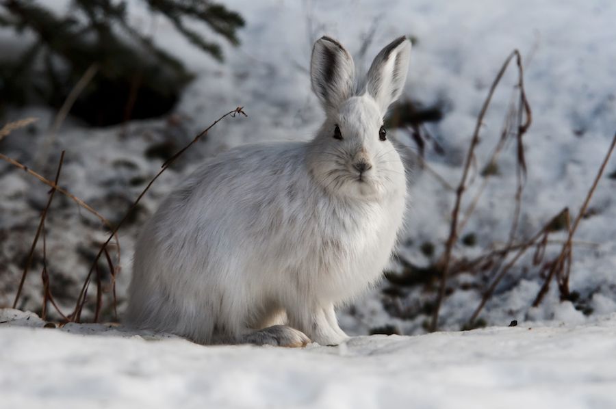 Arctic Animals: 21 Incredible Creatures You'll Only Find In The Snow