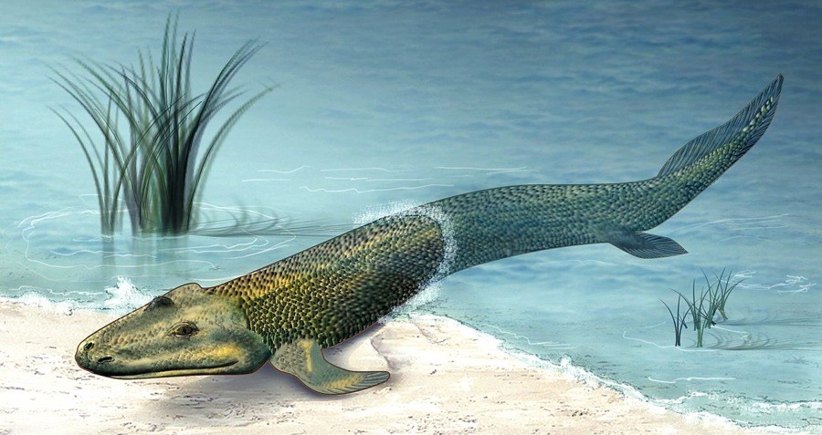 Tiktaalik