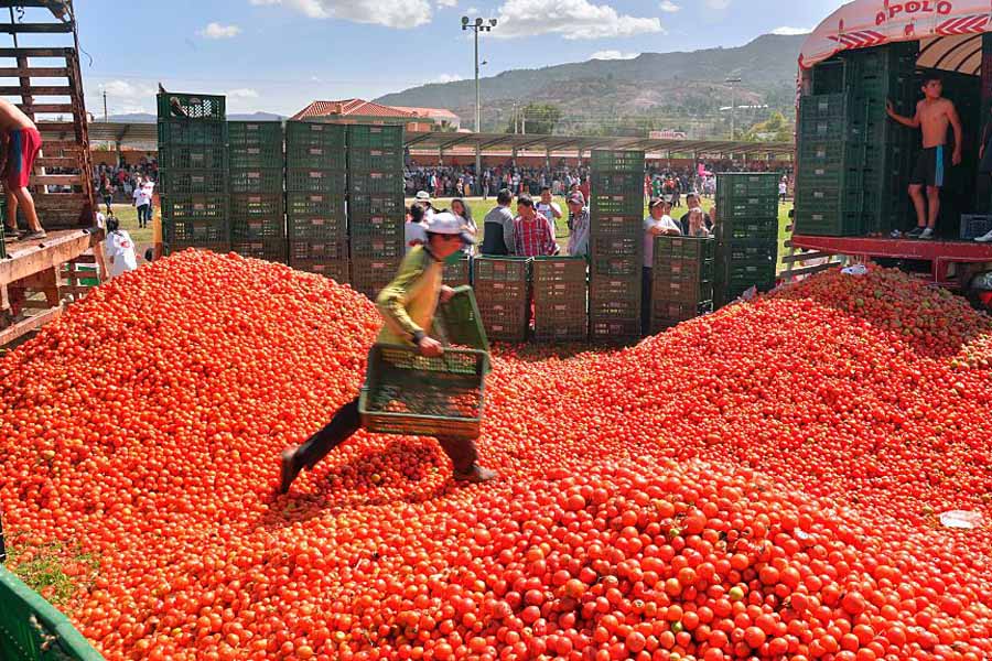 La Tomatina Festival Seems To Be A Bloody Good Time   Tomato Stockpile 