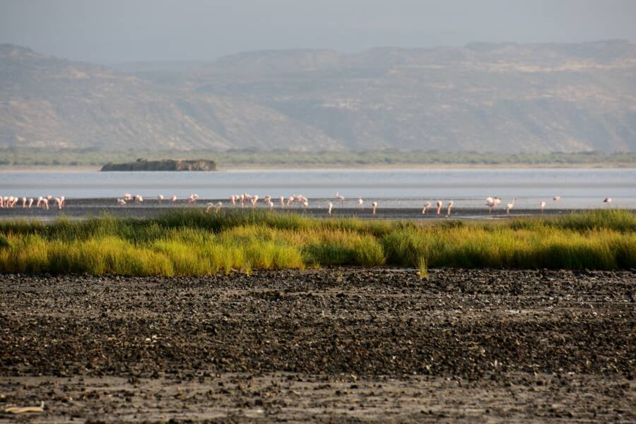 Birds At Lake Natron