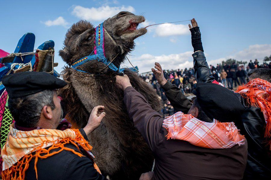 17 Captivating Photos From Turkey's Camel Wrestling Festival