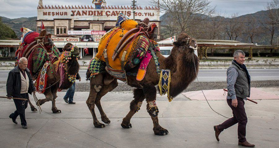 17 Captivating Photos From Turkey's Camel Wrestling Festival