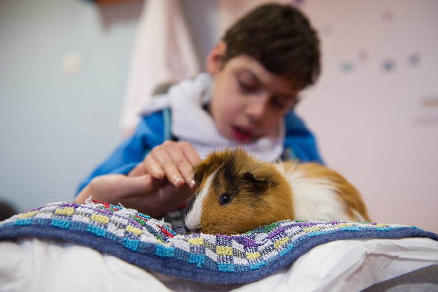 Therapy Animals Photos And Facts That Explain Their Growing Role
