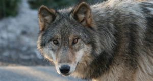 Featured Wolf Jethro Taylor