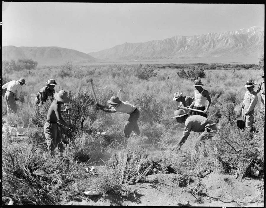 Internees Working The Field