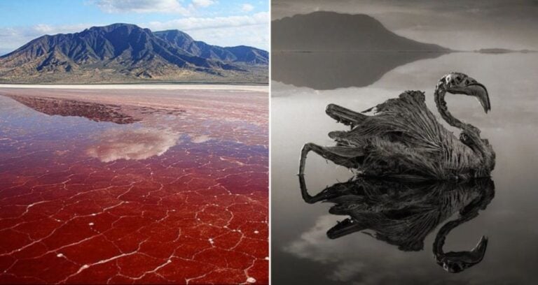 Lake Natron Alongside Calcified Flamingo Featured