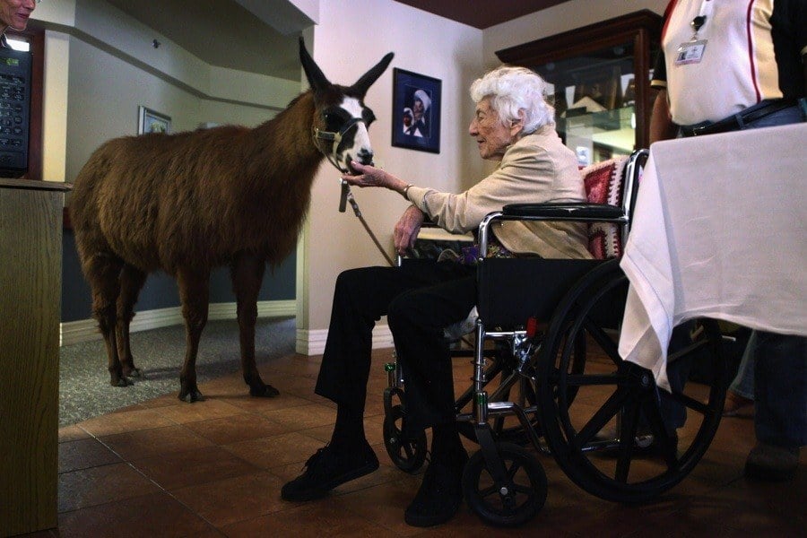 Therapy Animals Photos And Facts That Explain Their Growing Role