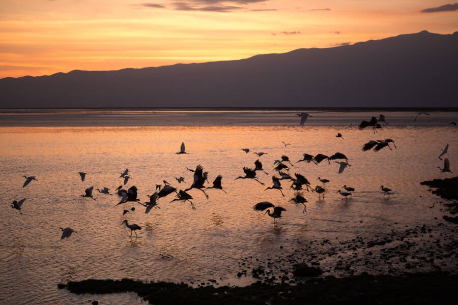 Storks In Natron