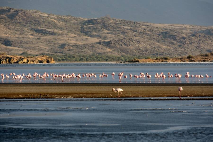 Tanzania Flamingo Breeding Ground