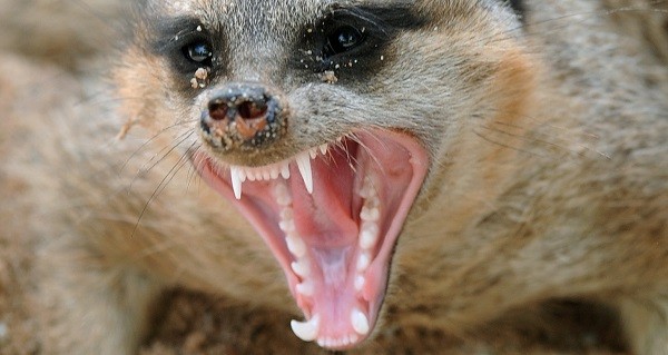 New Study Reveals The Most Murderous Mammal