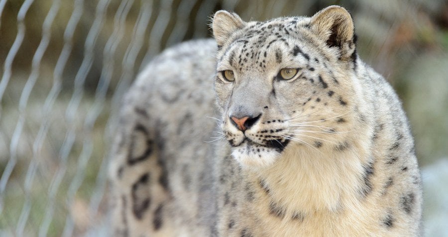 Snow Leopard Numbers Are Declining Due To Vengeful Farmers