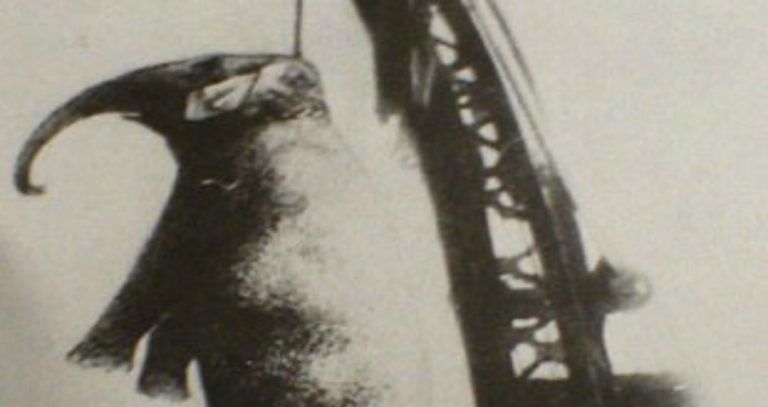 Mary Elephant Hanging Dead