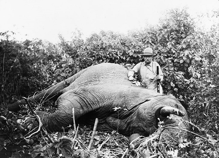 Roosevelt Elephant