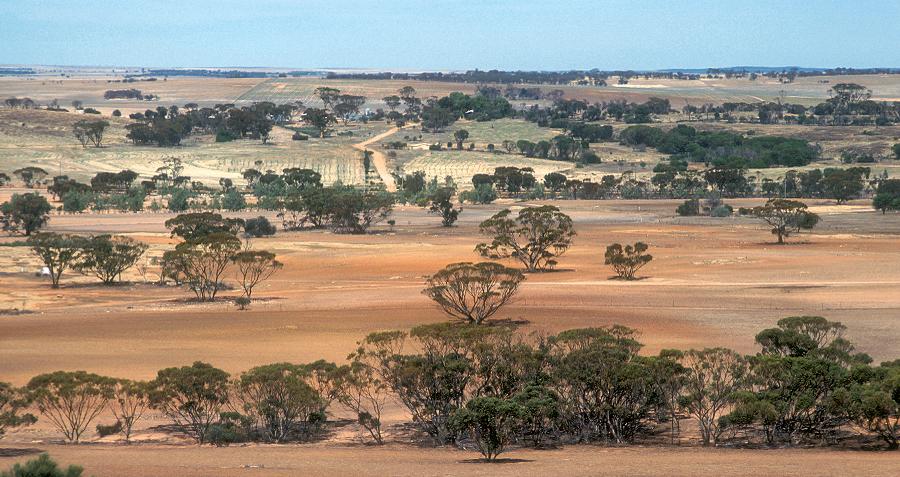 Politisk fremtid Depression Australian Genocide: How It Happened And How It Haunts Us To This Day