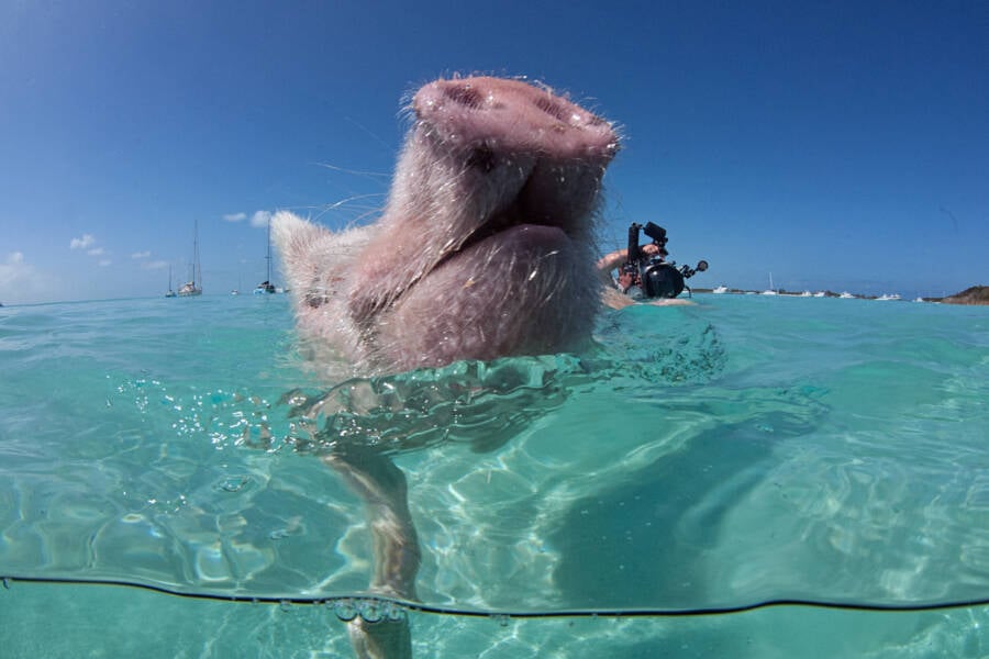 Pig Island In The Bahamas
