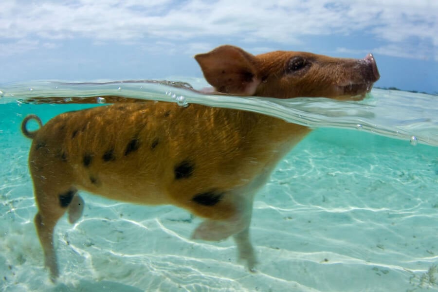 Inside Pig Beach, Home Of The Bahamas' Swimming Pigs