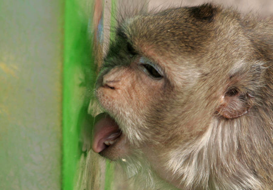 Monkey Festival Ice Lick