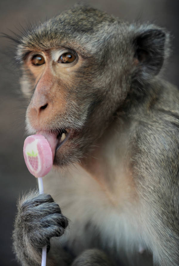 Monkey Lollipop