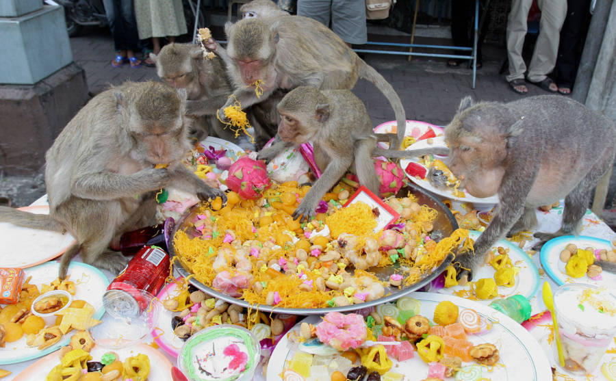 Monkey Paella