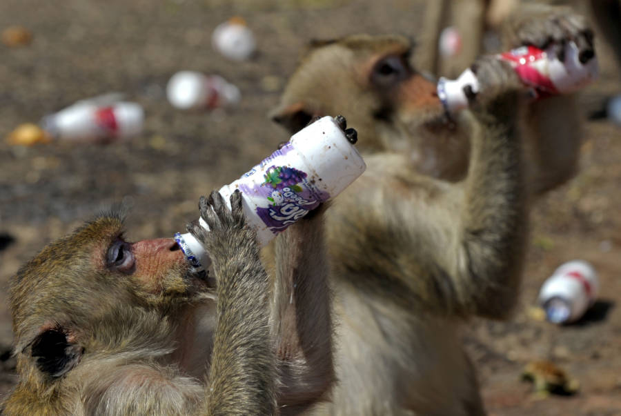 Monkey Probiotic