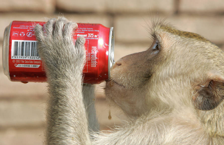 Monkey Soda
