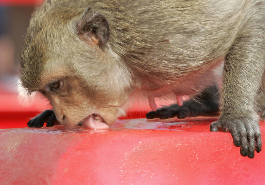 Monkey Tongue Ice