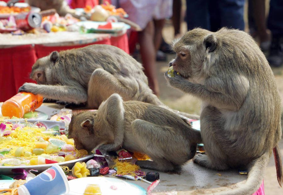 Monkey Town
