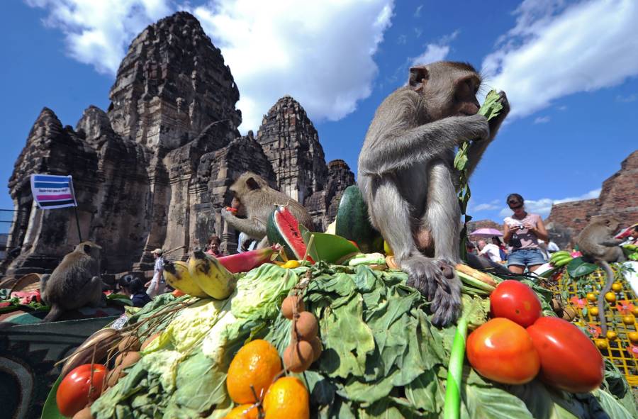 Monkey Vegetable Pill