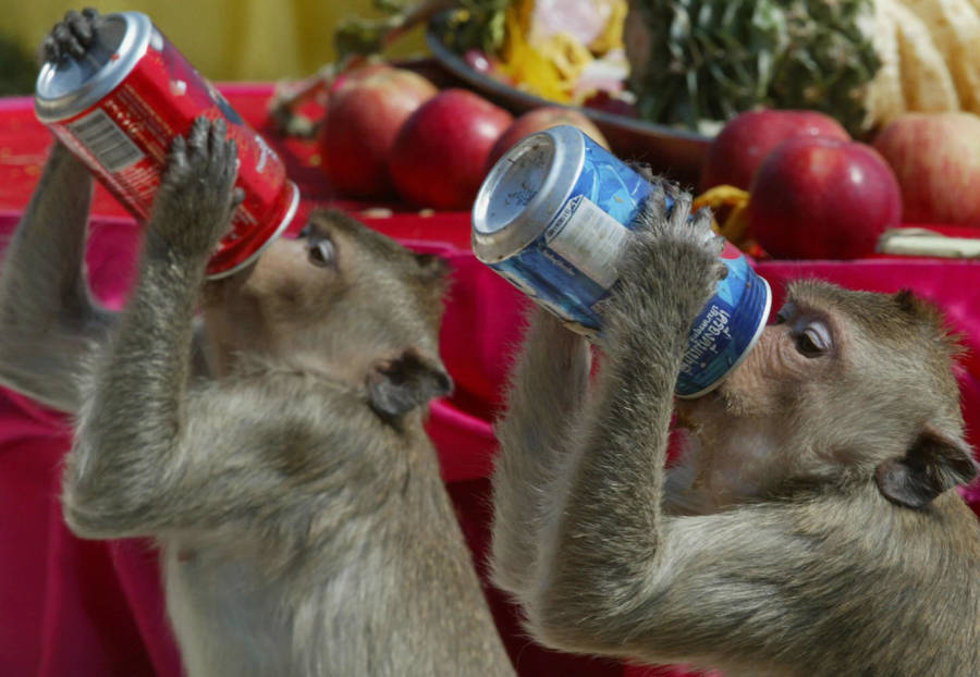 Monkeys Soda Can