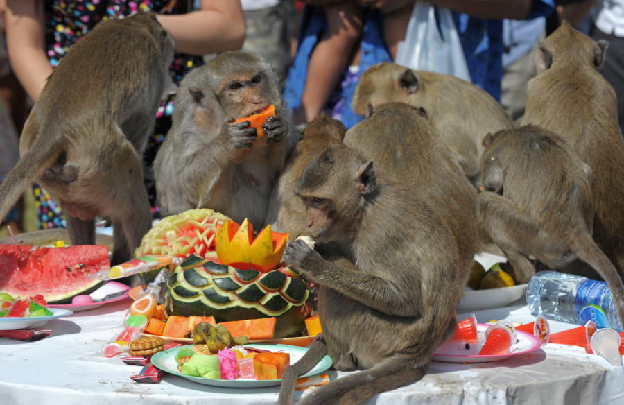 One-Of-A-Kind Scenes From Thailand's Monkey Buffet Festival