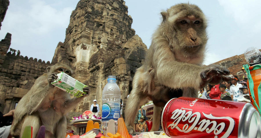 One-Of-A-Kind Scenes From Thailand's Monkey Buffet Festival