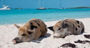 Pigs On The Island Featured