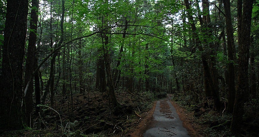 Suicide Forest Japan Ubasute