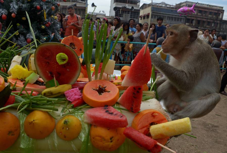 Watermelon Skewers Monkey