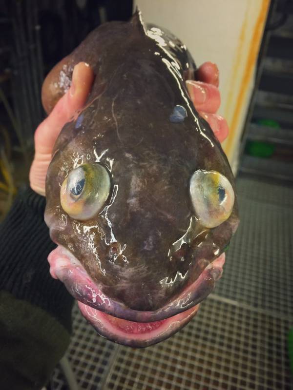 Big Eyes