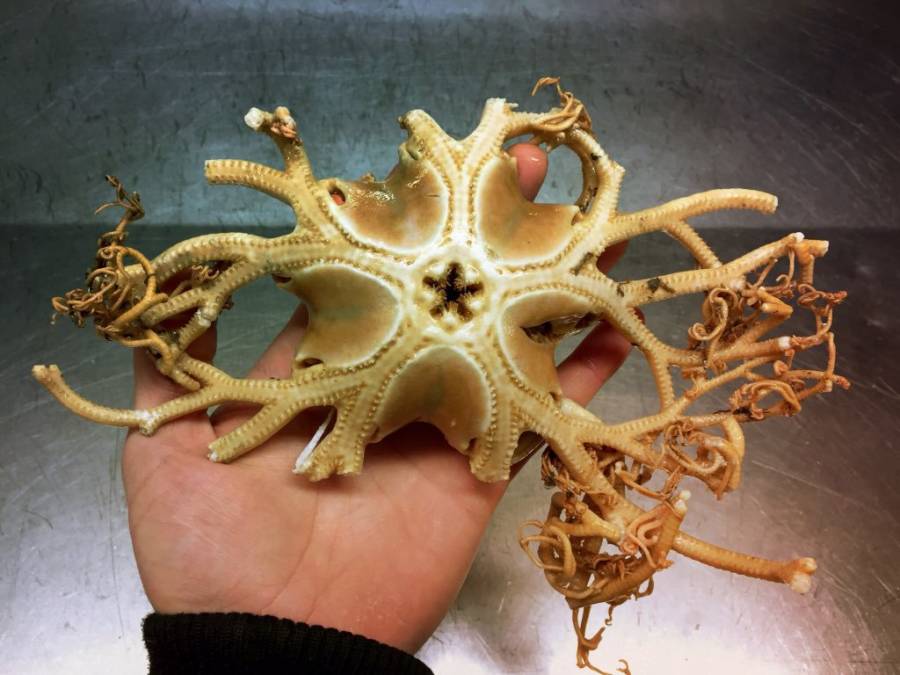 Coral