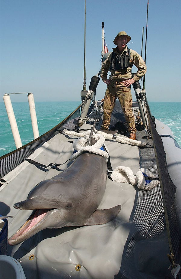 Dolphins In The U.S. Navy