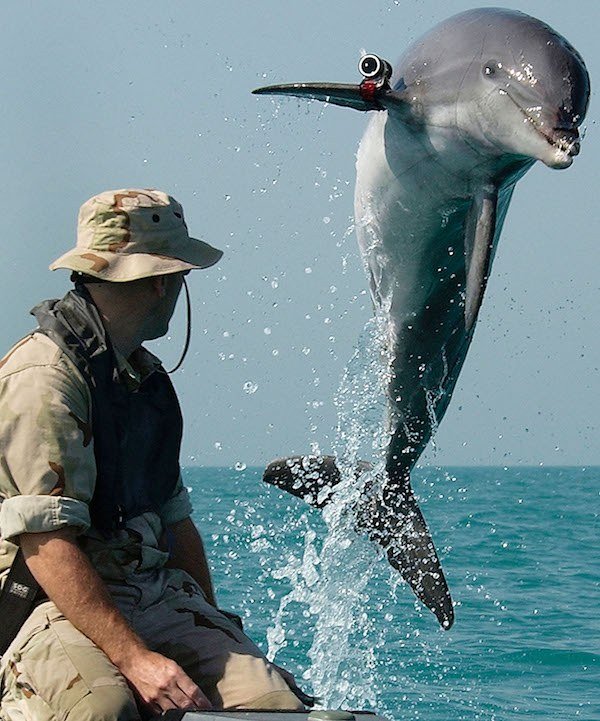 Dolphin Jump Army