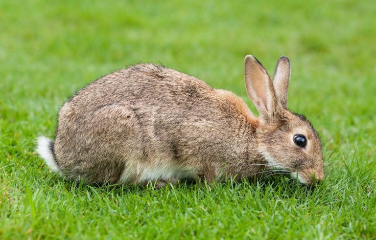 Rabbits In Australia: A Massive Pest Problem With No Real Solution