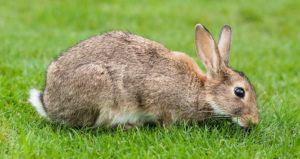English European Rabbit Og