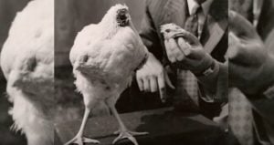 Headless Chicken Detached Man