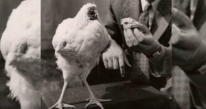Mike The Headless Chicken And One Of History's Weirdest Tales Of Survival