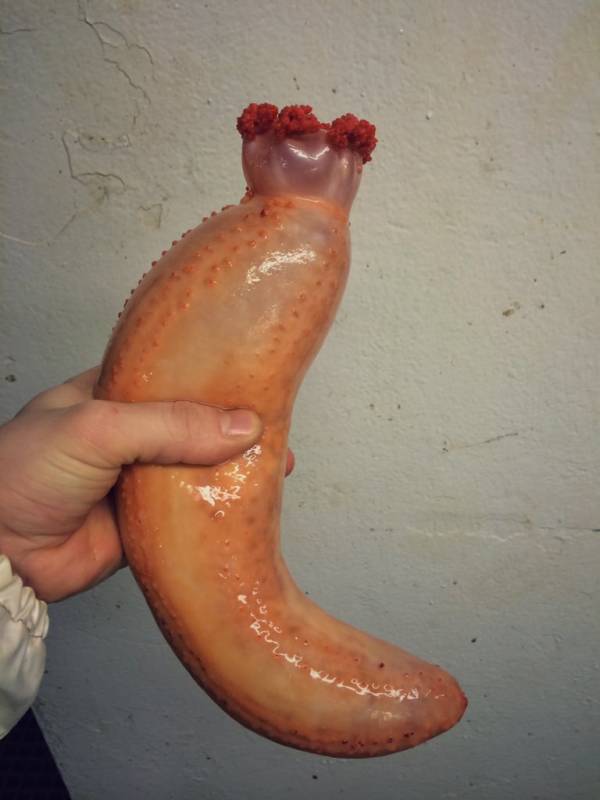 Sea Cuke