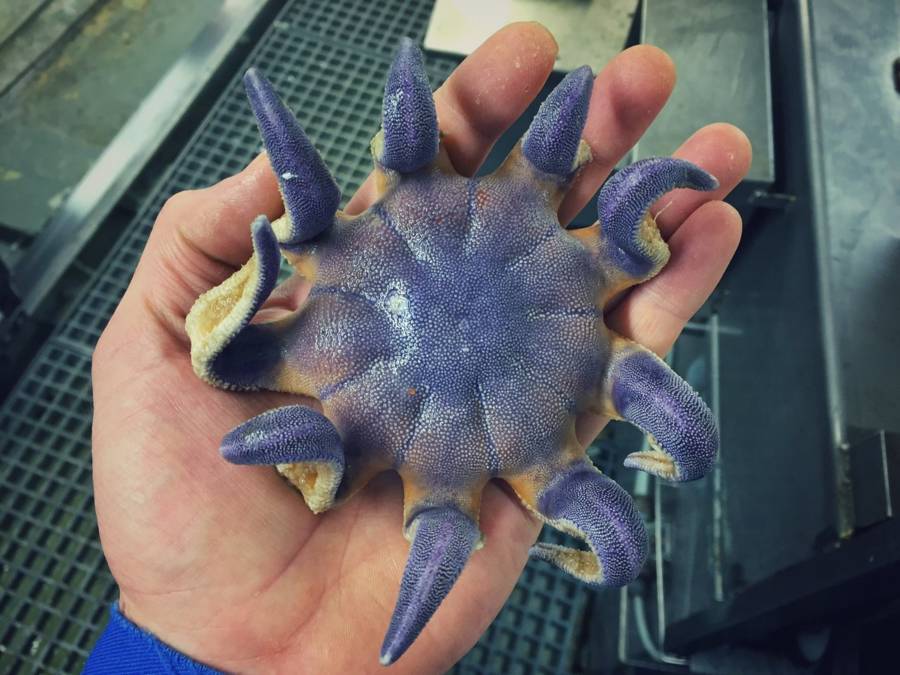 Starfish