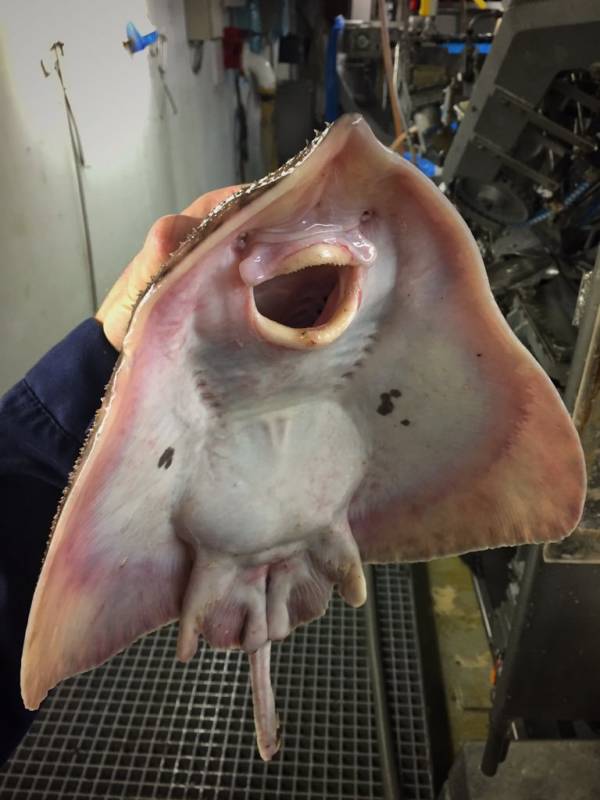 Sting Ray