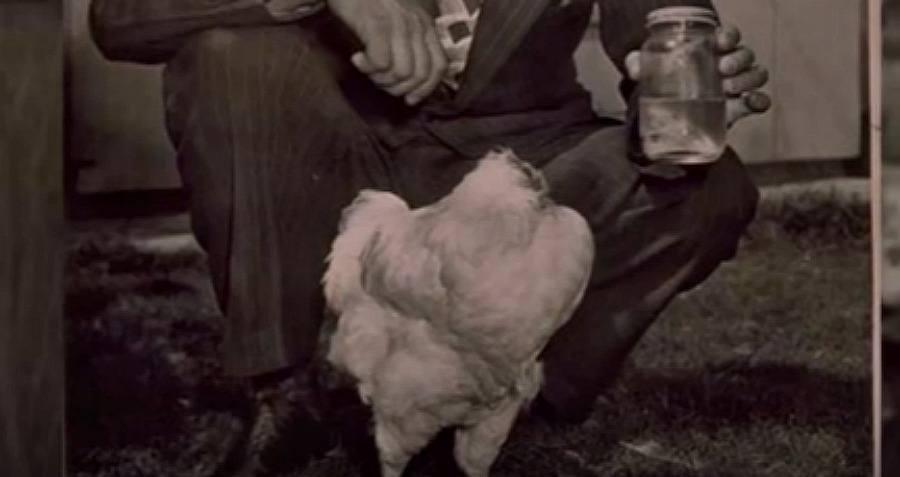 Mike The Headless Chicken And One Of History's Weirdest Tales Of Survival