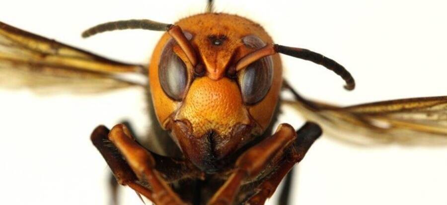 Asian Giant Hornet