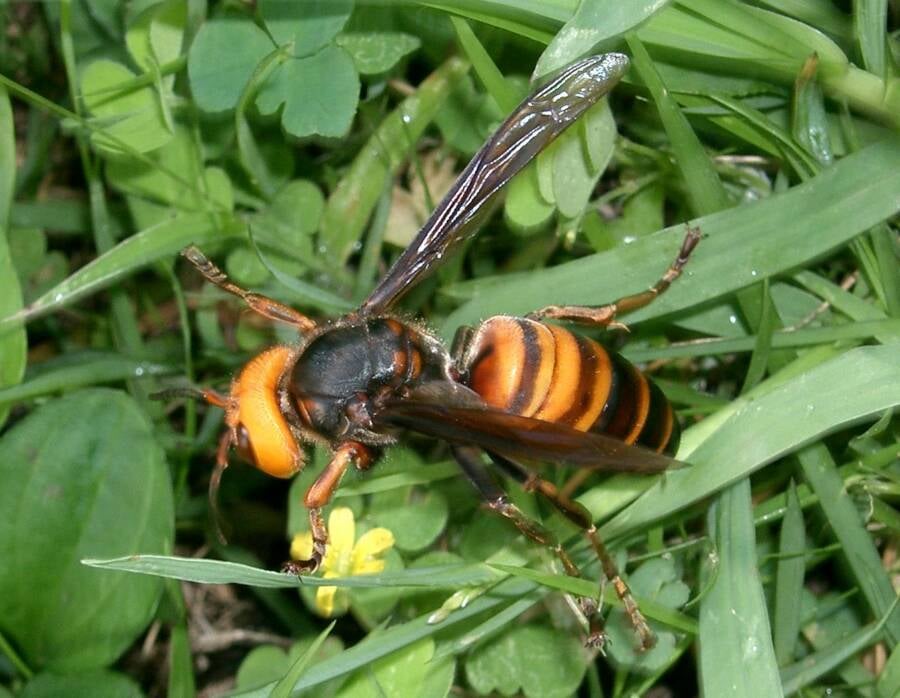 Backside Of Asian Giant Hornet