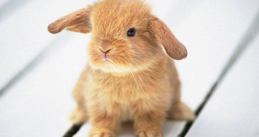 Mary Toft, The Story Of The Woman Who Gave Birth To Bunnies