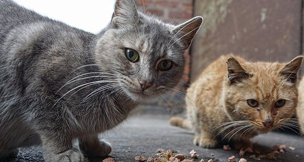 feral-cats-in-australia-nearly-100-of-the-country-has-a-cat-problem